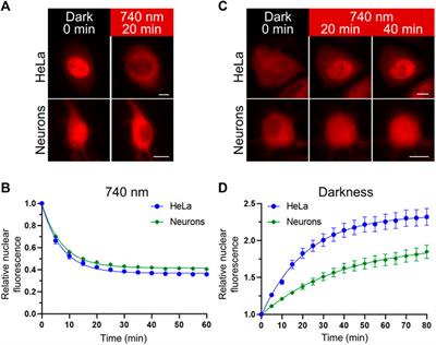 Nuclear Localization Signals for Optimization of Genetically Encoded Tools in Neurons